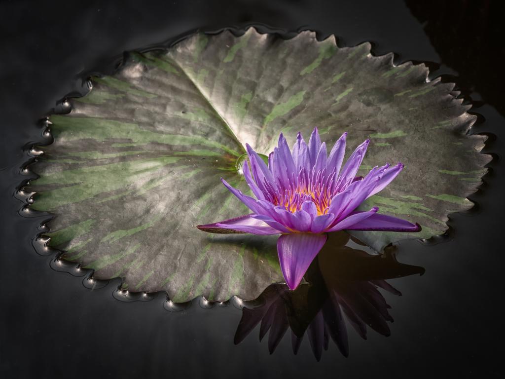 Last Water Lily by Alan Stevens